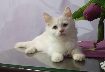 PAIR OF PERSIAN KITTENS