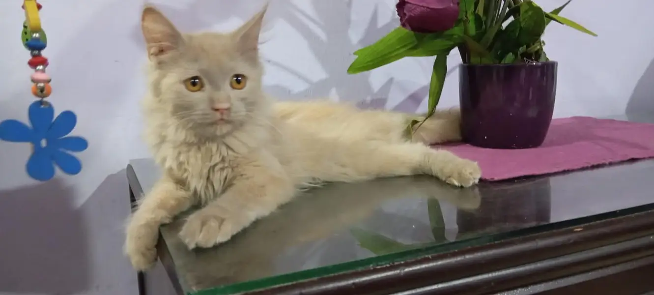 PAIR OF PERSIAN KITTENS — photo 2