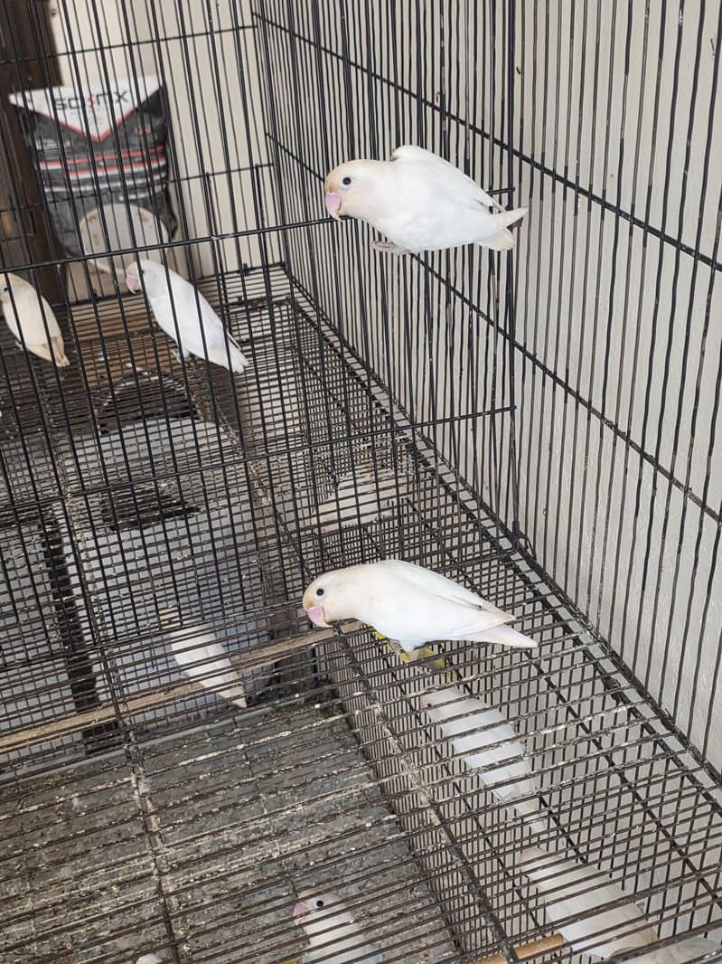 lovebirds-parrots-1118520654