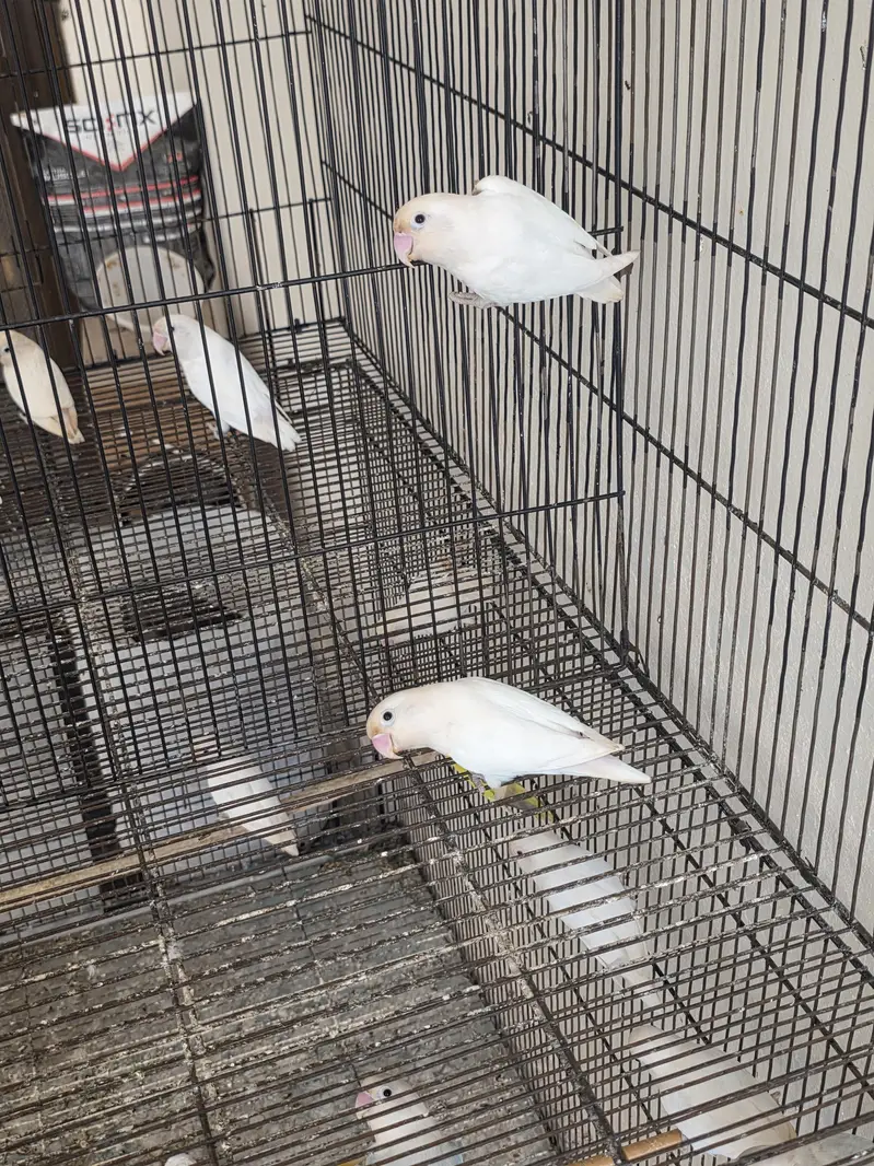 Lovebirds — photo 2