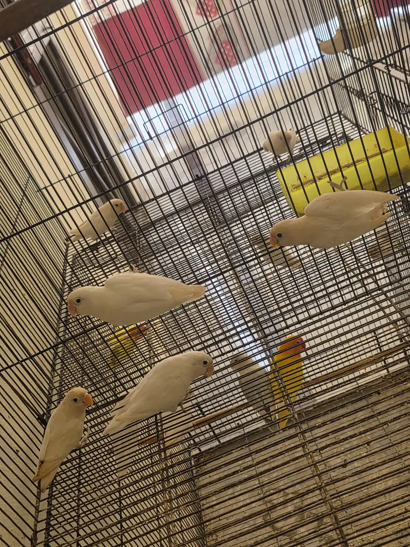 Lovebirds — photo 3
