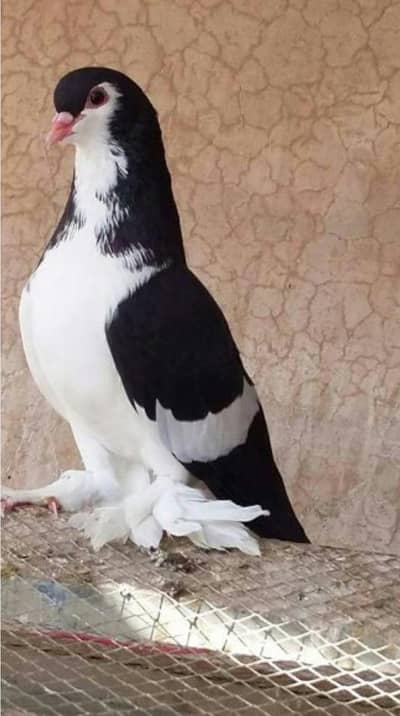Sia chap multan breeder pair