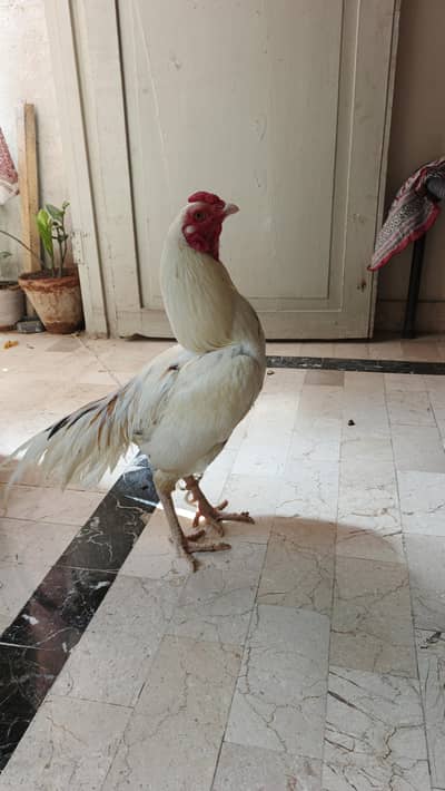 Heera Murga l Aseel Murga