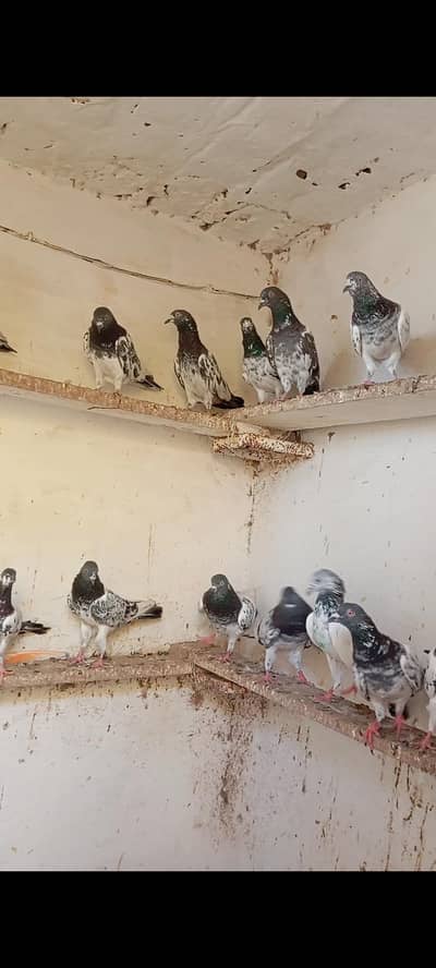 High Flyer birds
