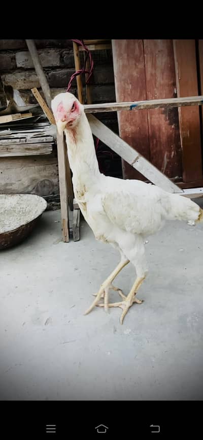 white shamoo female