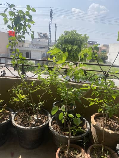mature plants flowering and fruit plant