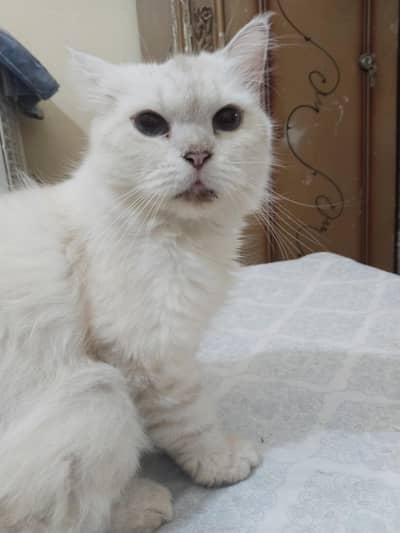 Beautiful Himalayan Persian Cat for Sale – Healthy & Playful