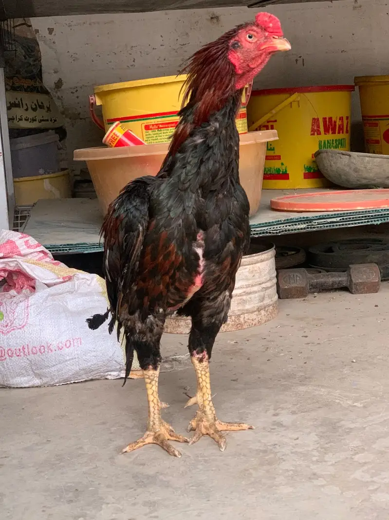 Murga cholas Nali aur white ankh mein — photo 3