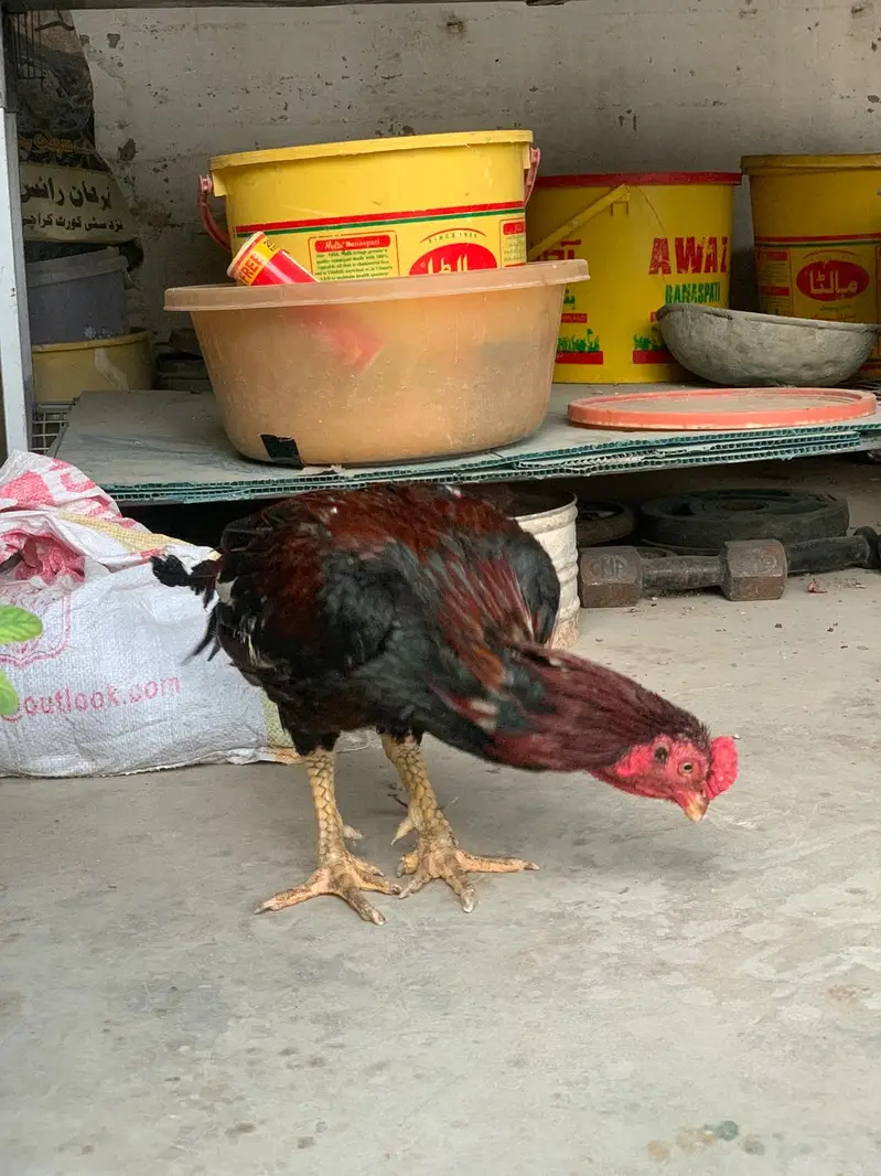 Murga cholas Nali aur white ankh mein — photo 5