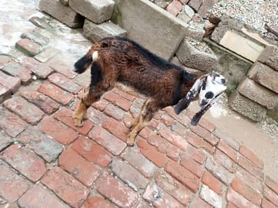 Qurbani k liye