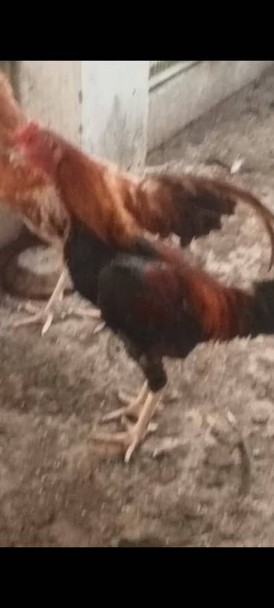 2 murgay for sale