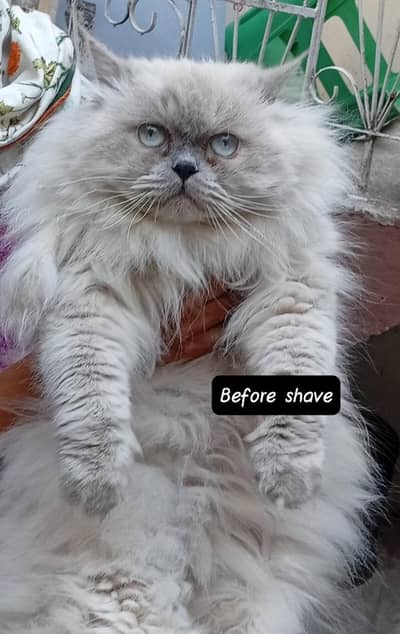 Himalayan Persian male cat for sale in sadiqabad Rawalpindi