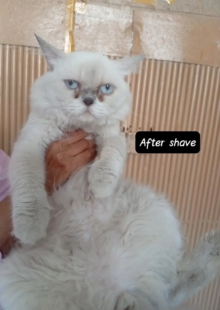 Himalayan Persian male cat for sale in sadiqabad Rawalpindi — photo 2