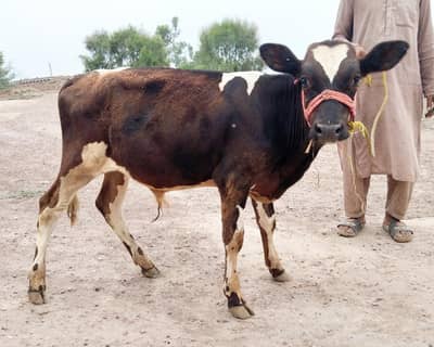 male bachra