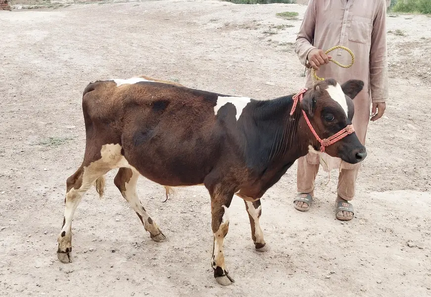 male bachra — photo 2