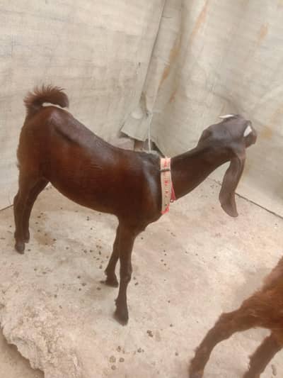 Female Bakri for sale
