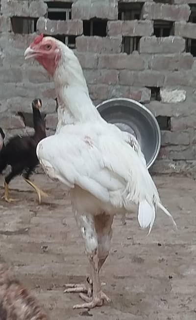 white heera pair for sale