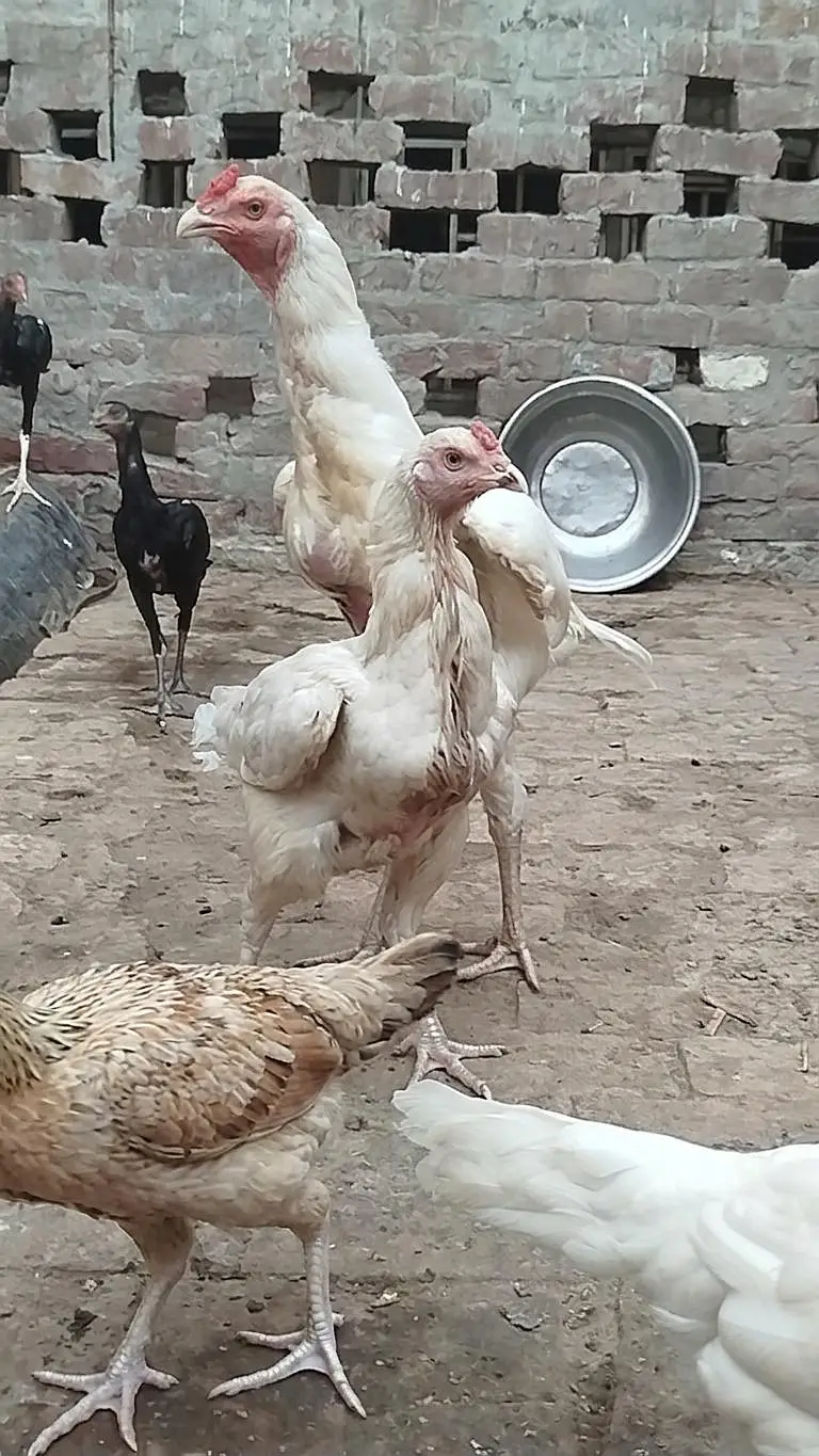 white heera pair for sale — photo 2