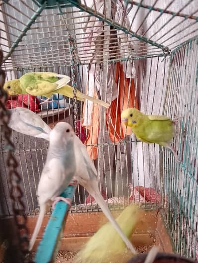 Australian parrots