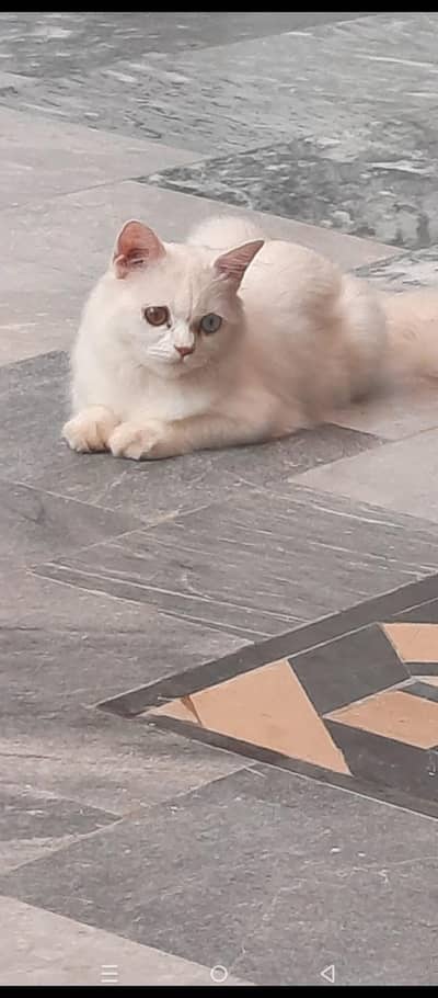 Playful & Healthy 4-Month-Old Kitten for Sale