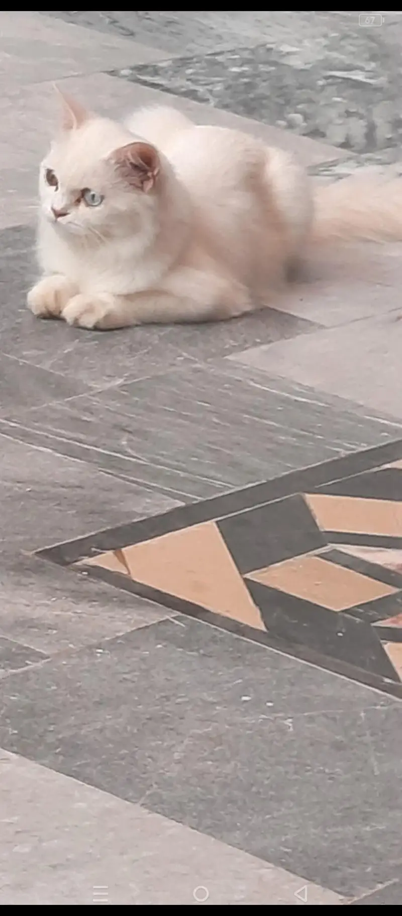 Playful & Healthy 4-Month-Old Kitten for Sale — photo 2