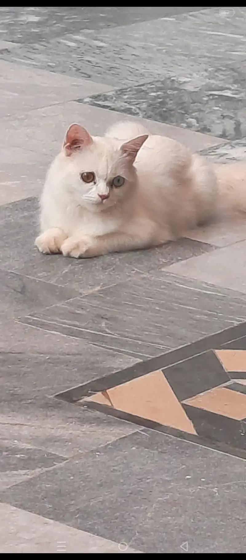 Playful & Healthy 4-Month-Old Kitten for Sale — photo 3