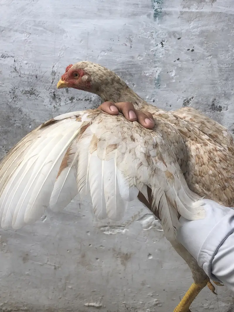 Aseel hen — photo 2