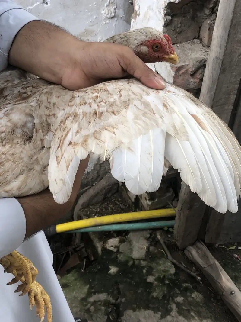 Aseel hen — photo 3