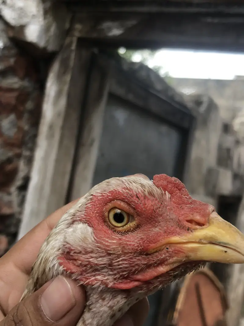 Aseel hen — photo 4