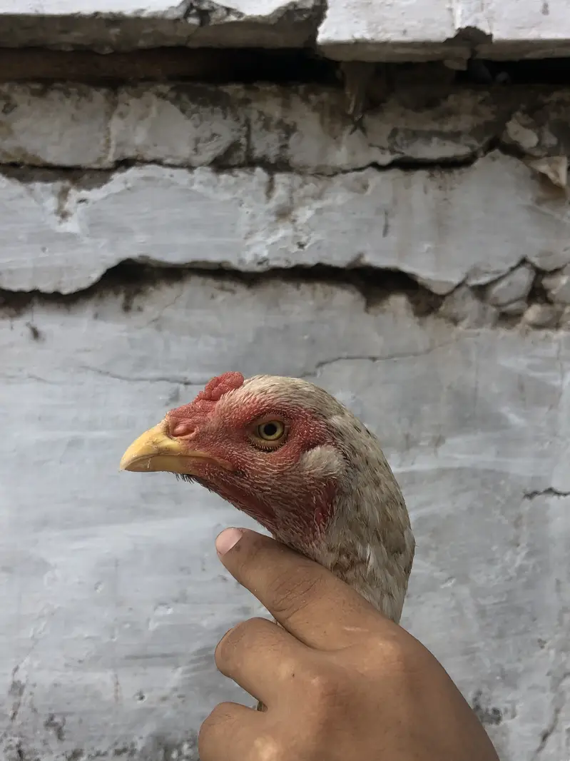 Aseel hen — photo 5