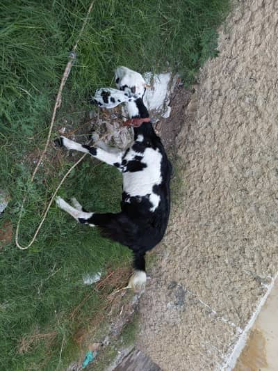 barbari bakri couple for urgent sale 50000 rs for both 21kg weight ha