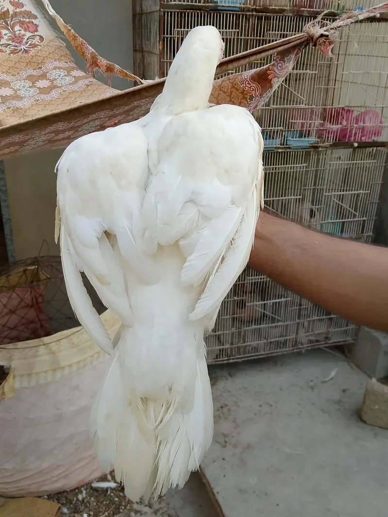 Heera Aseel Murgi Paper white — photo 2