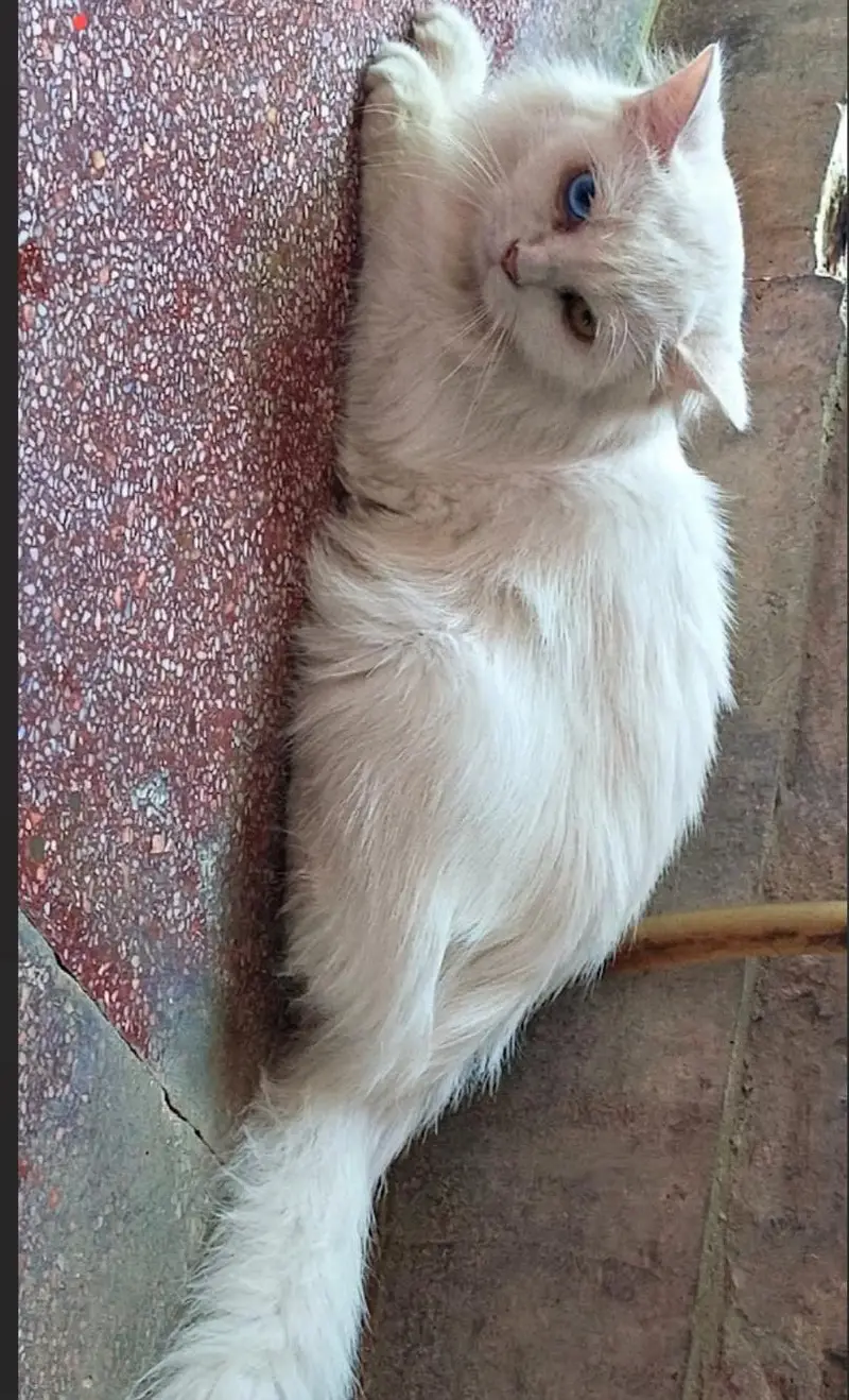 Ghar ki pali hui ha masoom doll face main hai trained — photo 2