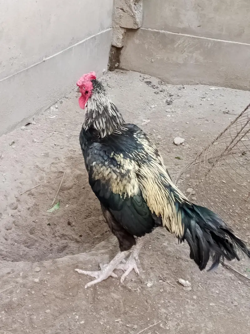 Aseel Male Healthy — photo 2
