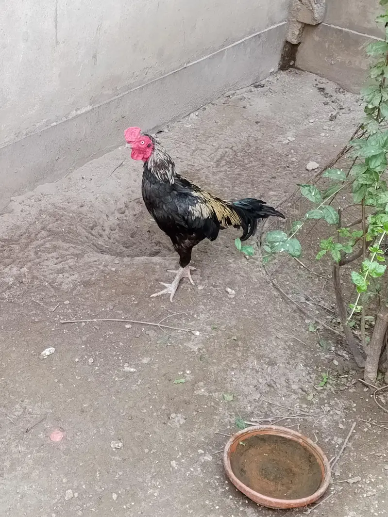 Aseel Male Healthy — photo 3