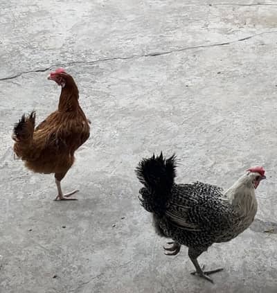 2 female ha 1050 per kg