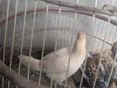 heeri murgi