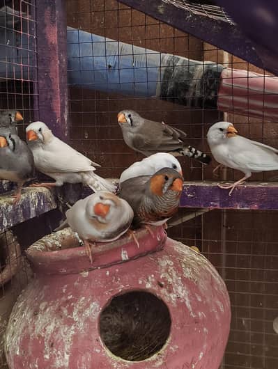 King Size & Common size Finches for Sale