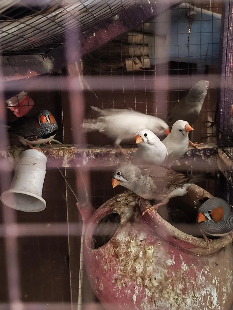 King Size & Common size Finches for Sale — photo 2