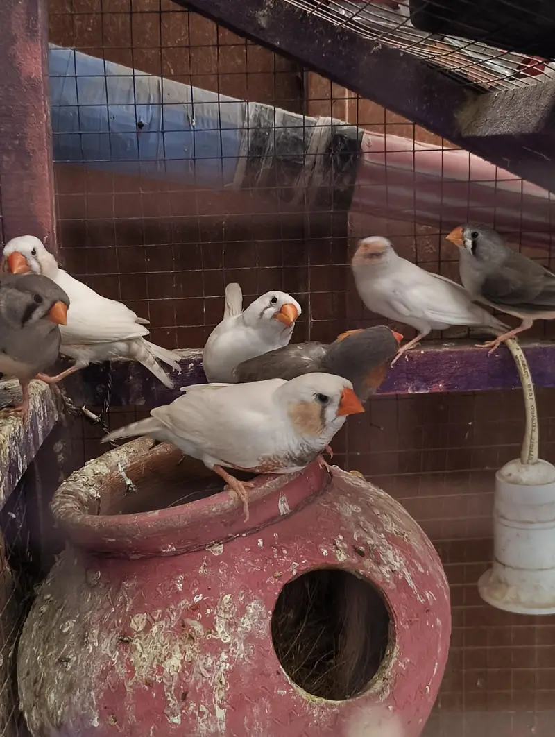 King Size & Common size Finches for Sale — photo 3