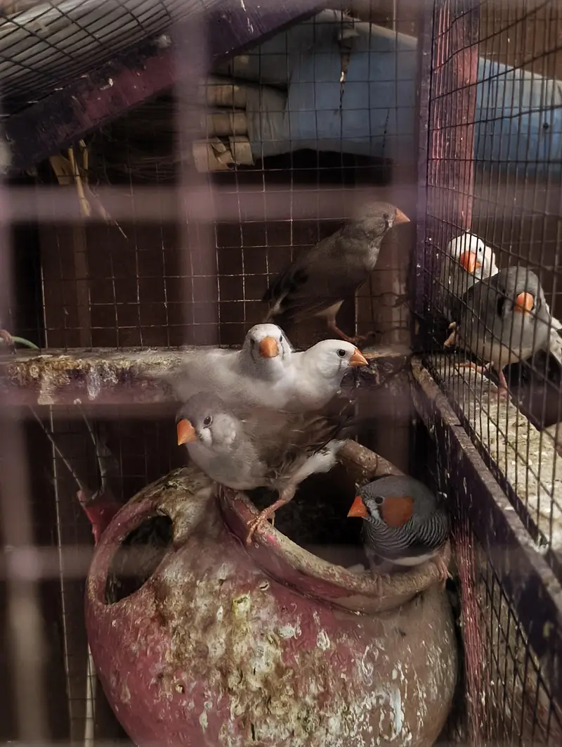 King Size & Common size Finches for Sale — photo 4