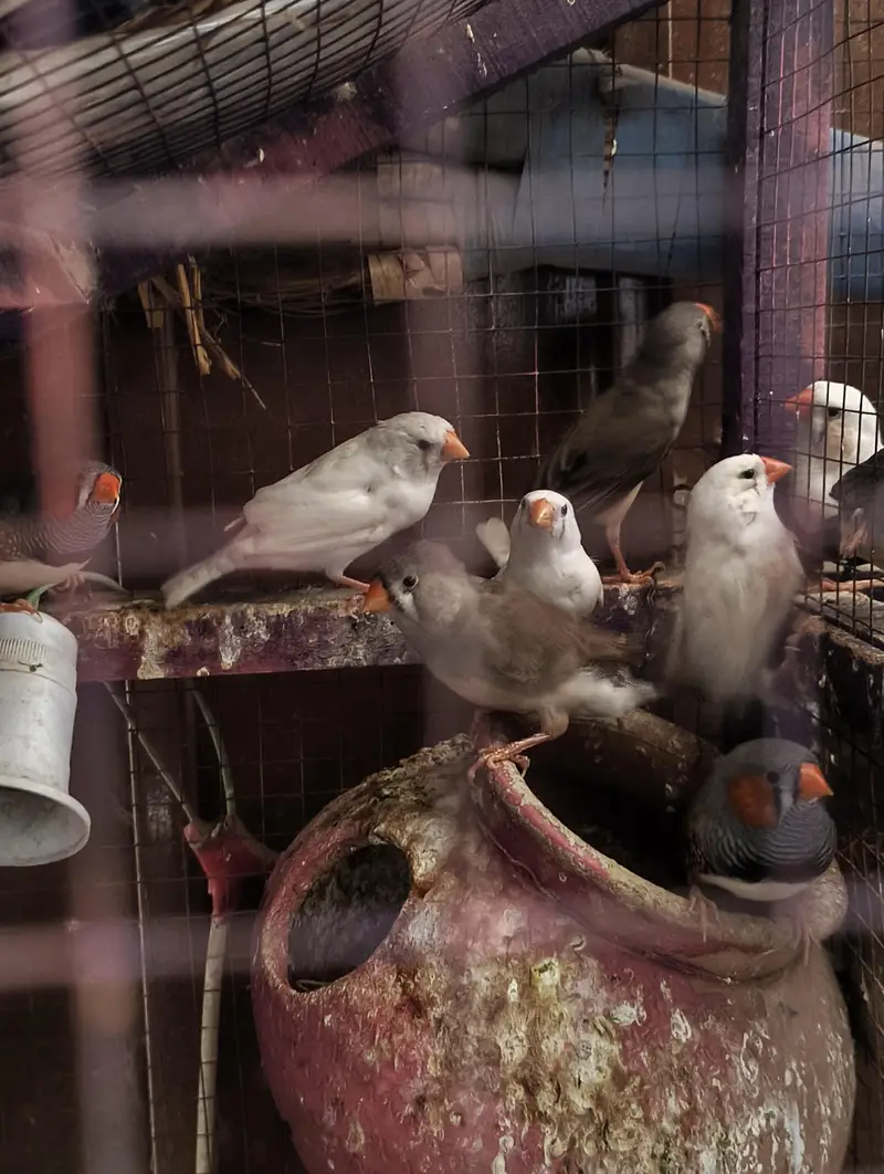King Size & Common size Finches for Sale — photo 5