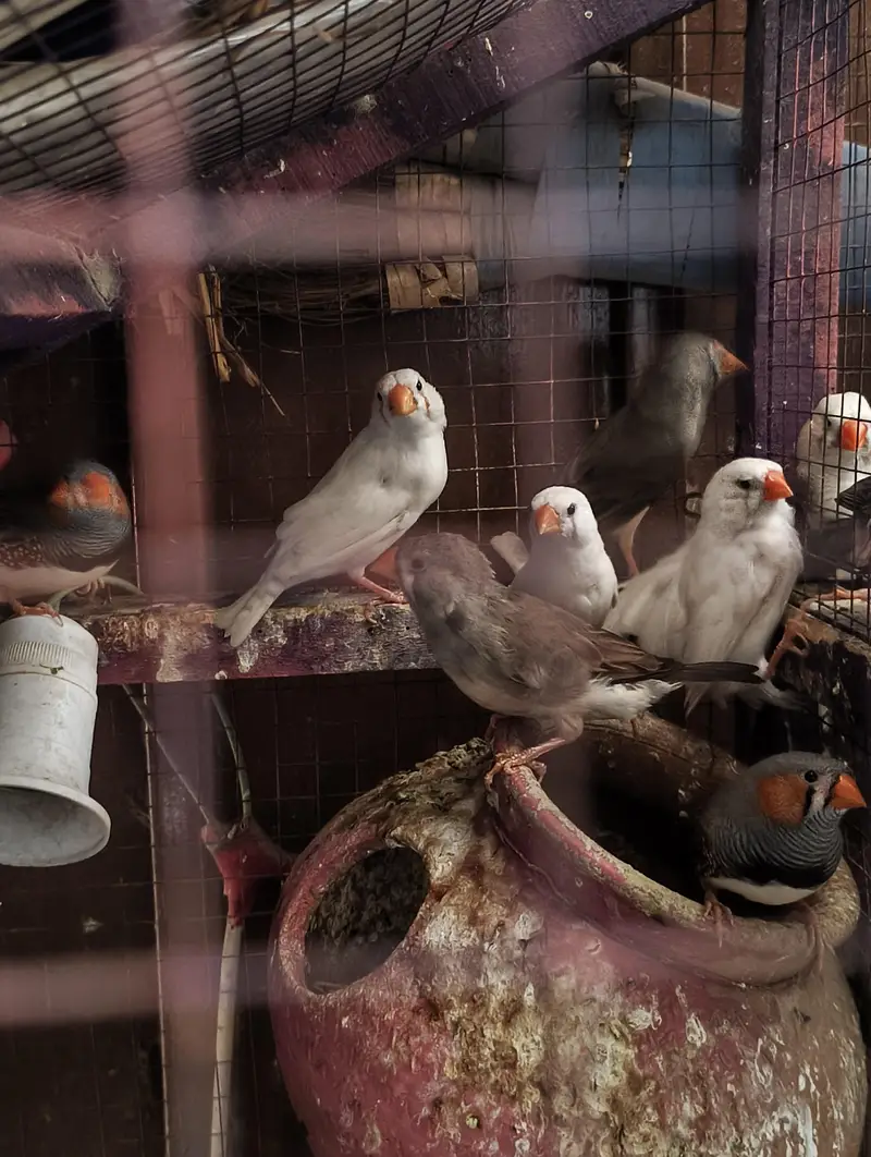 King Size & Common size Finches for Sale — photo 6