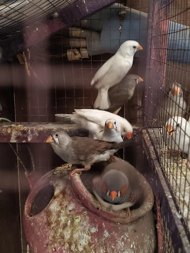 King Size & Common size Finches for Sale — photo 7