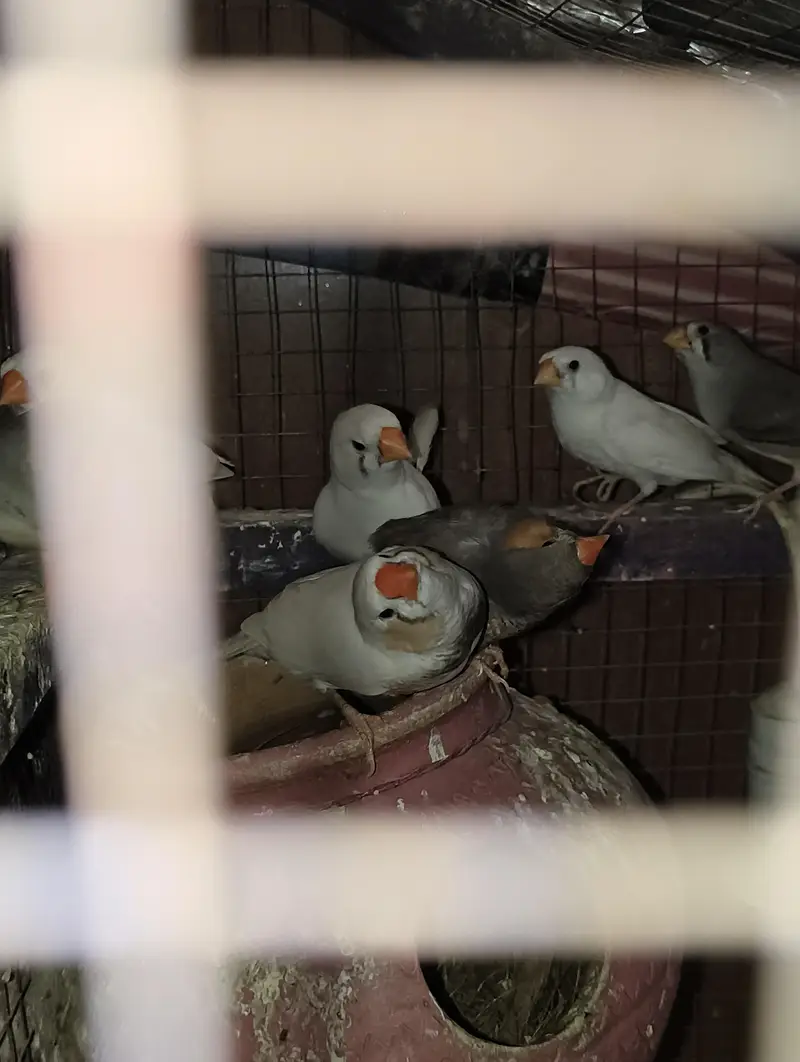 King Size & Common size Finches for Sale — photo 8