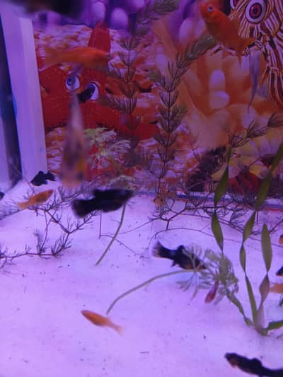 molly fishes