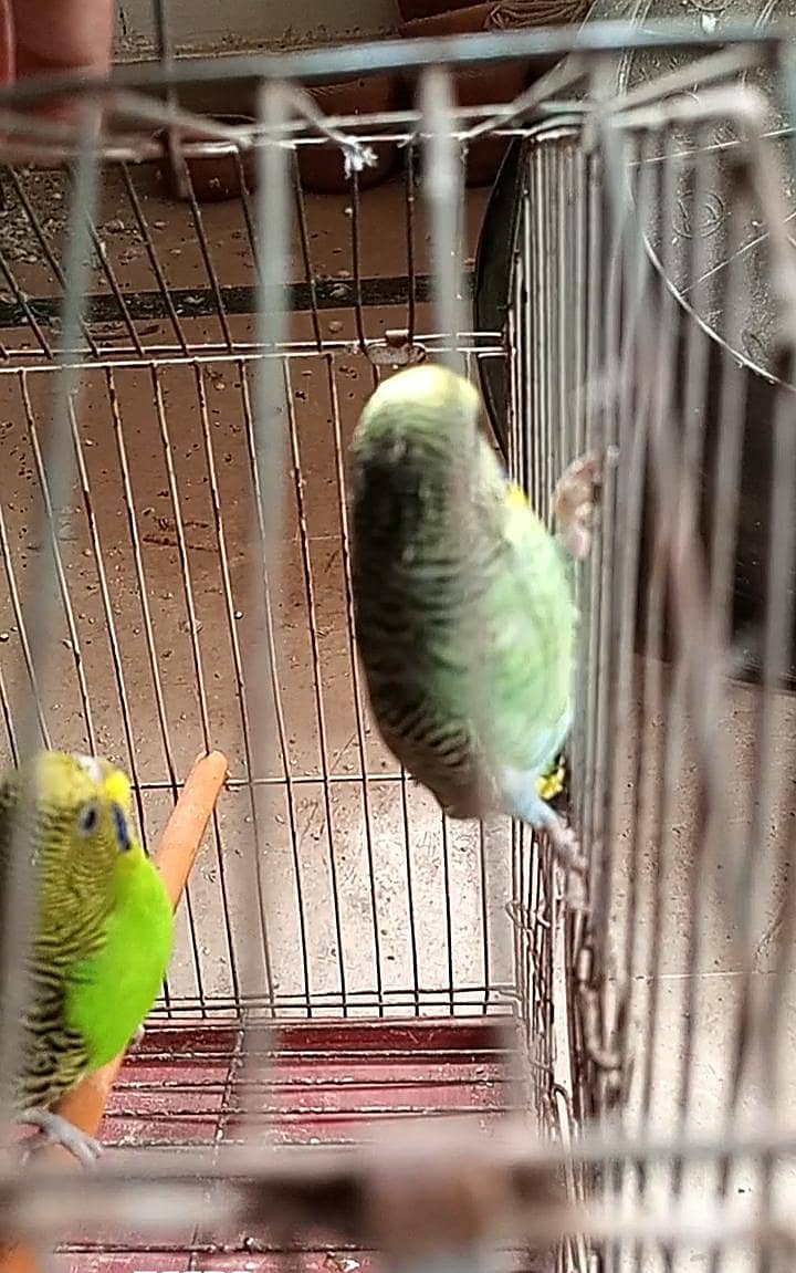 Black wings & split pairs 1