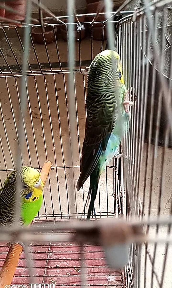 Black wings & split pairs 2