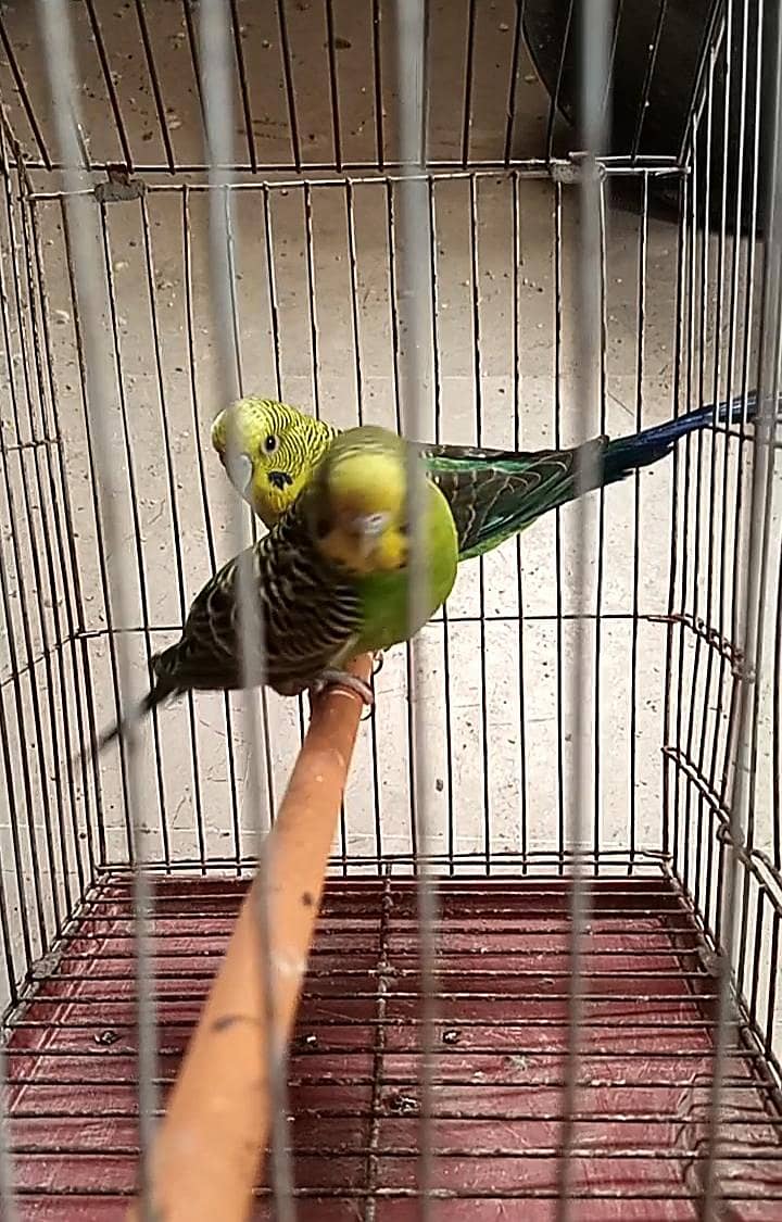 Black wings & split pairs 4