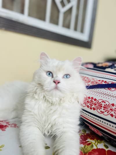 Persion male cate for sell
